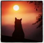 +--+ SunriseClan +--+ [WCUE]