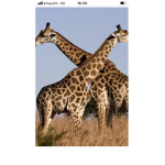 I love giraffes Alexander’s