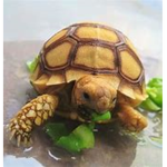 The Tortoise Clan