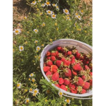 Angels Strawberry