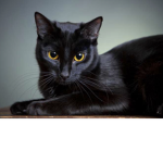 Black Cat Fan Club