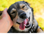 Dogs are so awesome!! :)