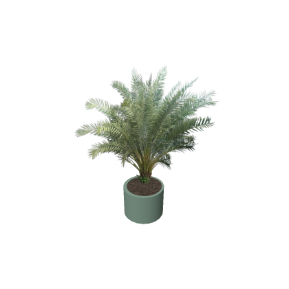 Majesty palm REALISTIC