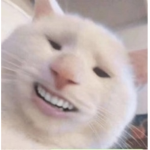 wierd cat meow