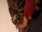 Katze_lover