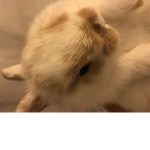 Bunny basket