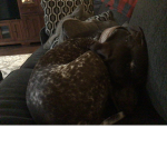 House pet group join if u love pets