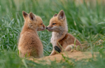 Jules and the Foxes