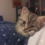 KattyGangsters