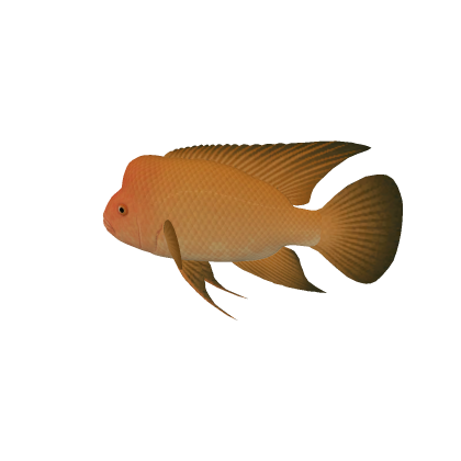 Fish npc