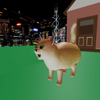 Cat's Backyard
