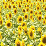 Sunflower Hangout!