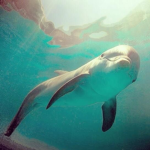 cosmic dolphins