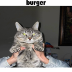 Cat fan group or dog fan group both