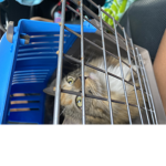 Layla Kitten Group
