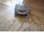 Screaming Frog Group