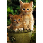 cute kitty cat FAN GROUP