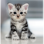 +-Kitty army-+