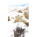 SNOW SNOW