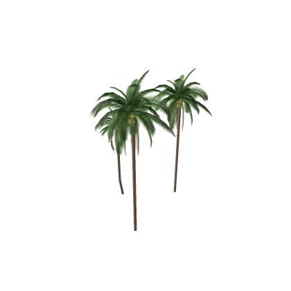 Coconut Tree 1