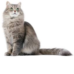 Cat Production’s