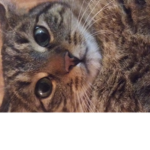 THE ASSOCIATION OF CRAZY CAT PEOPLE