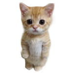El gato tela