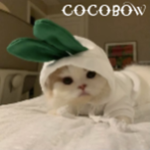 cocobow
