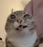 The Annoying Cat
