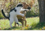 Cat Claws Fight!!!