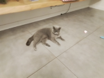 Fanki roblox i kuromi