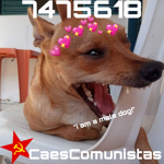 CaesComunistas