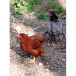 Les bientôt nuggets