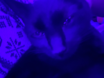 Coco cattt