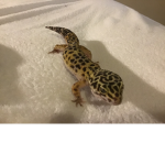 The Leopard geckos group