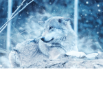 Wilki_Pro