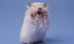 hamsterul465's guys