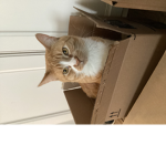 The handsome cat