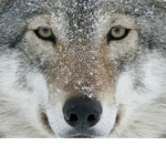 Wolf Team Forever :D