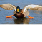 superduck games