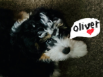 Oliver goes…123