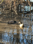 Late Night Duck Pond