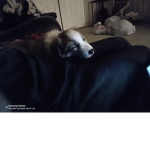 Sammyboy willthegiant goergepro