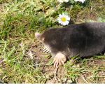 MOLE GANG/CULT