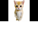 swole kitty cult