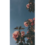 Cloudy Squad Fan Group