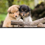 Dog lovers <3 <3