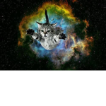 Cat Age: Inquisition