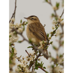 Brown Birds <3