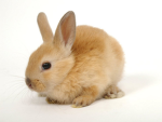 Bunnyrot Studios